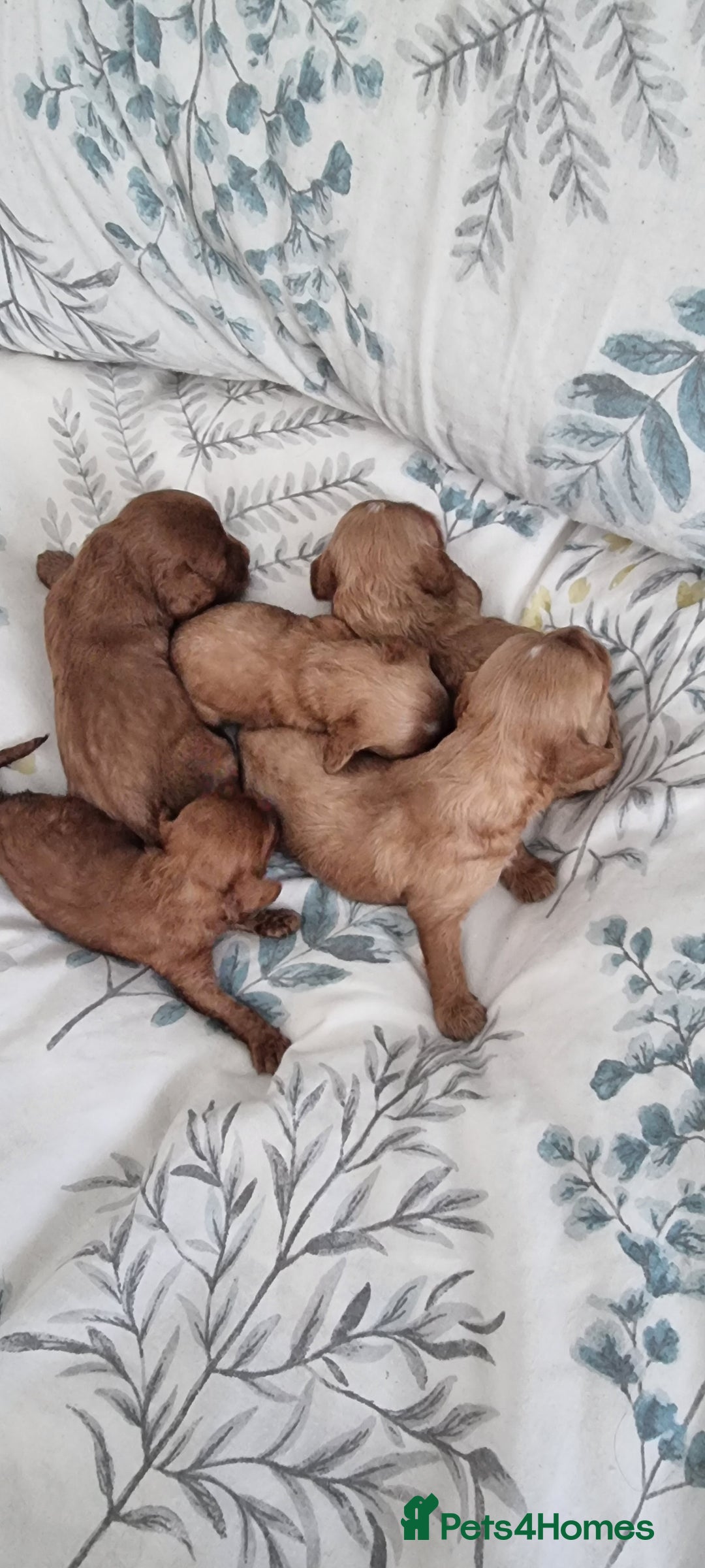 Cavapoo dogs for sale: Gorgeous Toy F1 Cavapoo babies  - Image 3