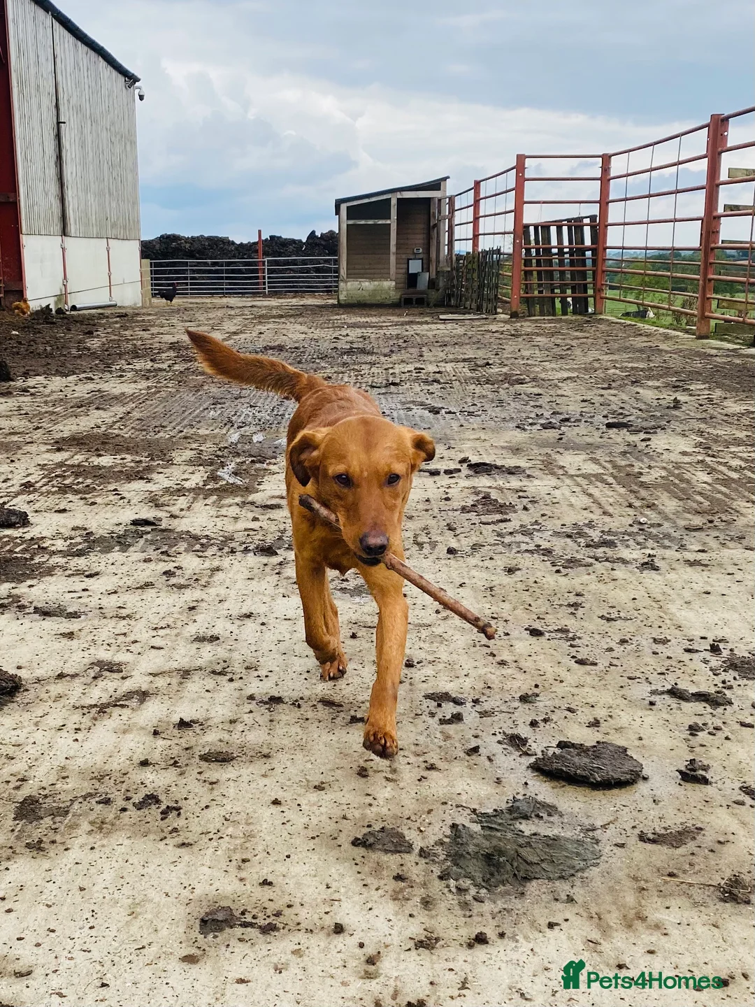 Labrador Retriever dogs for stud: Health clear,hip scored,KC Red Labrador for stud in Darlington - Advert 16