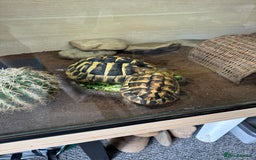 Tortoise reptiles for sale: Tortoises  - Image 2