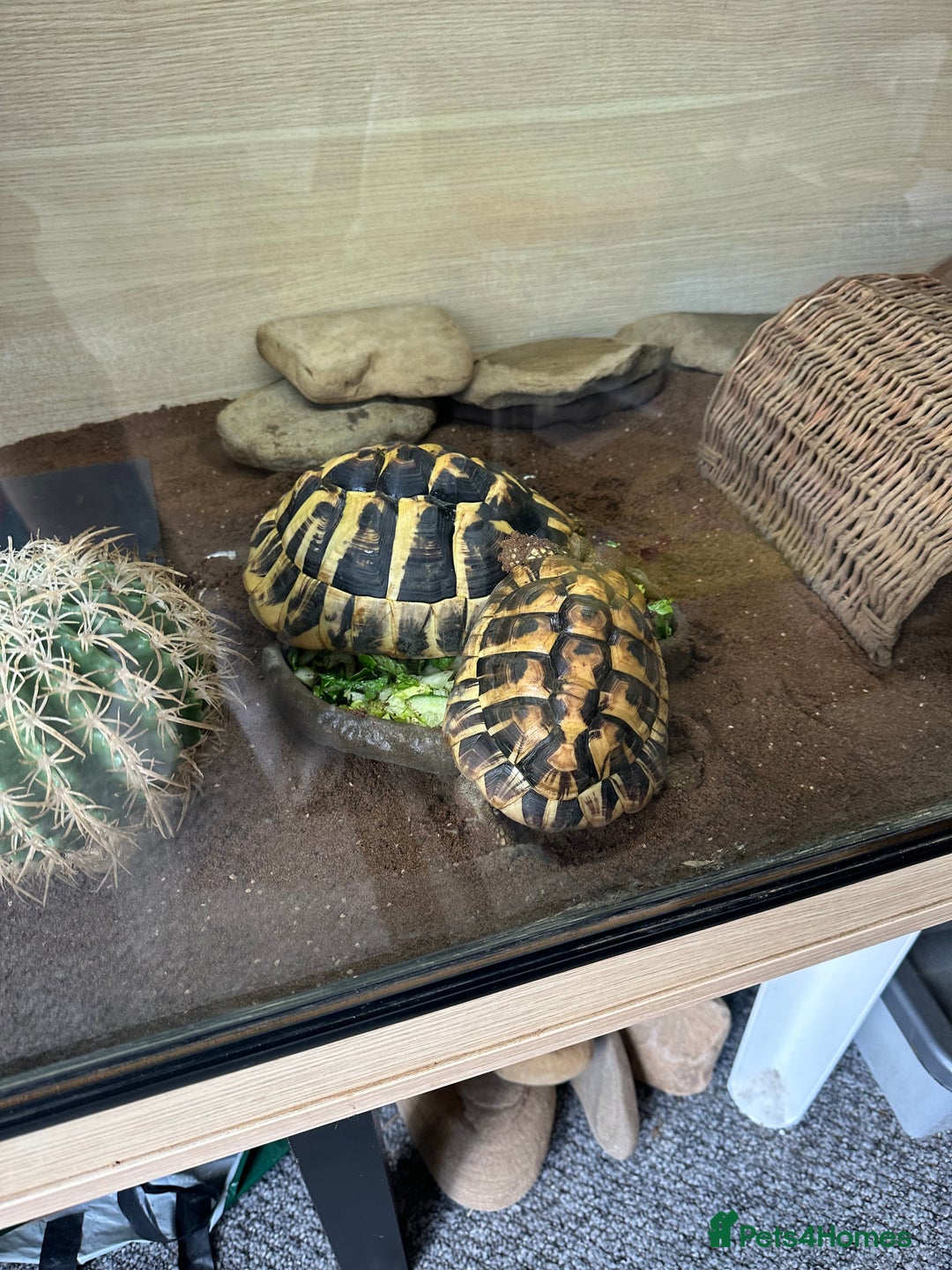 Tortoise reptiles for sale: Tortoises  - Image 2