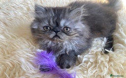 Persian cats for sale: Beautiful male persian Black Smoke - Image 1