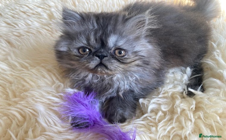 Persian cats - Advert 1