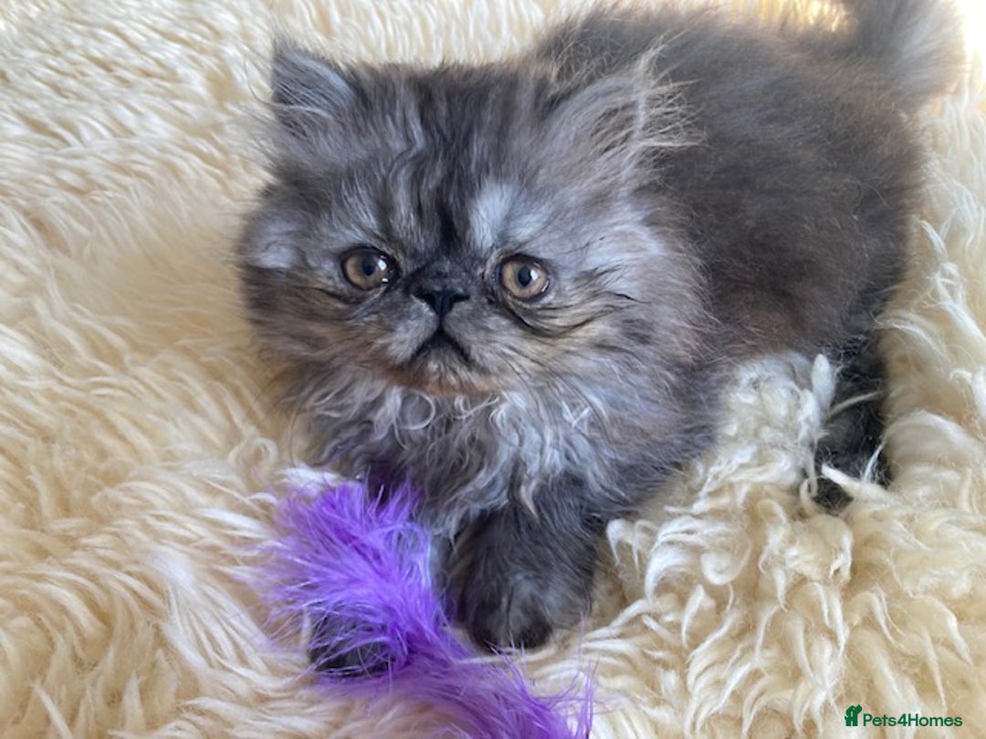 Persian cats for sale: Beautiful male persian Black Smoke - Image 1