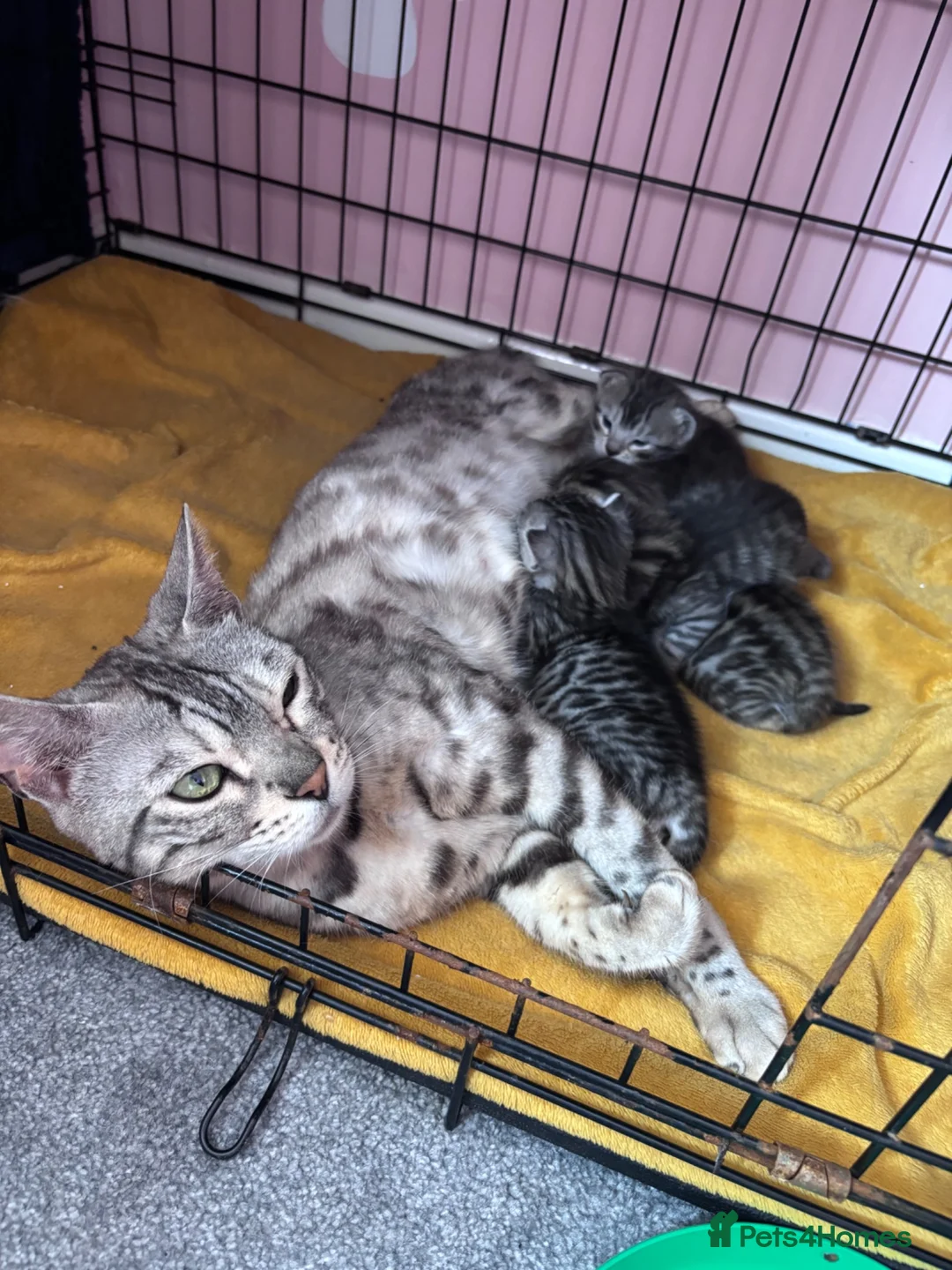Bengal cats for sale: Half bengal kittens  - Advert 1