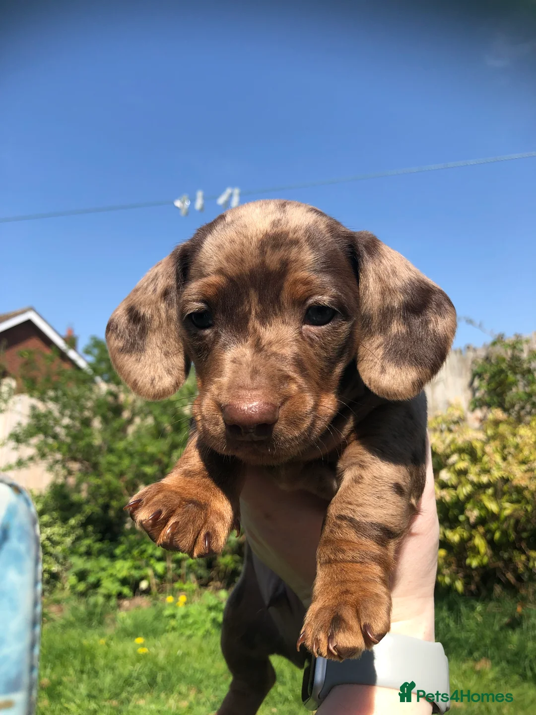 Miniature Dachshund dogs for sale: Miniature Dachshund Puppies - Advert 2
