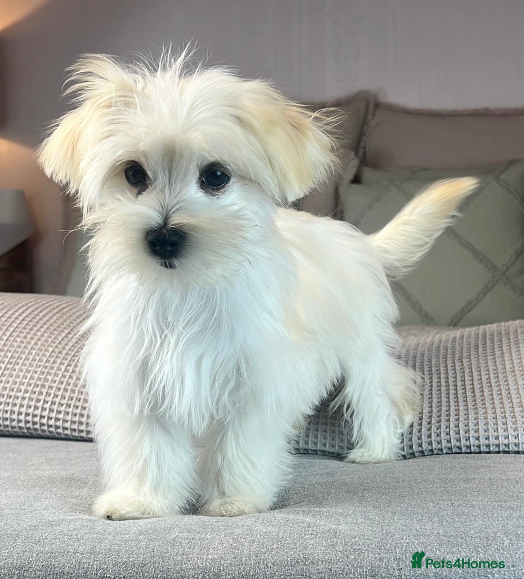 Maltese dogs for sale: Perfect, sweet, petite and handsome young man  - Image 12
