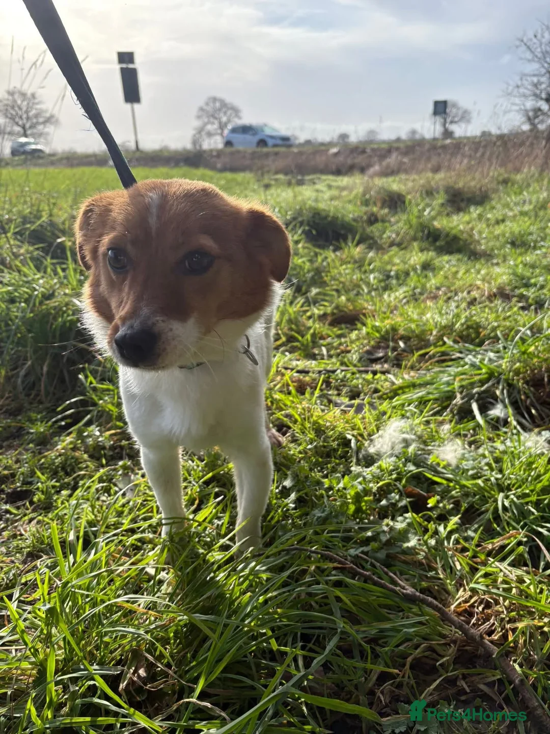 Mixed Breed dogs for adoption: Salt - Norwich Norfolk  - Advert 9