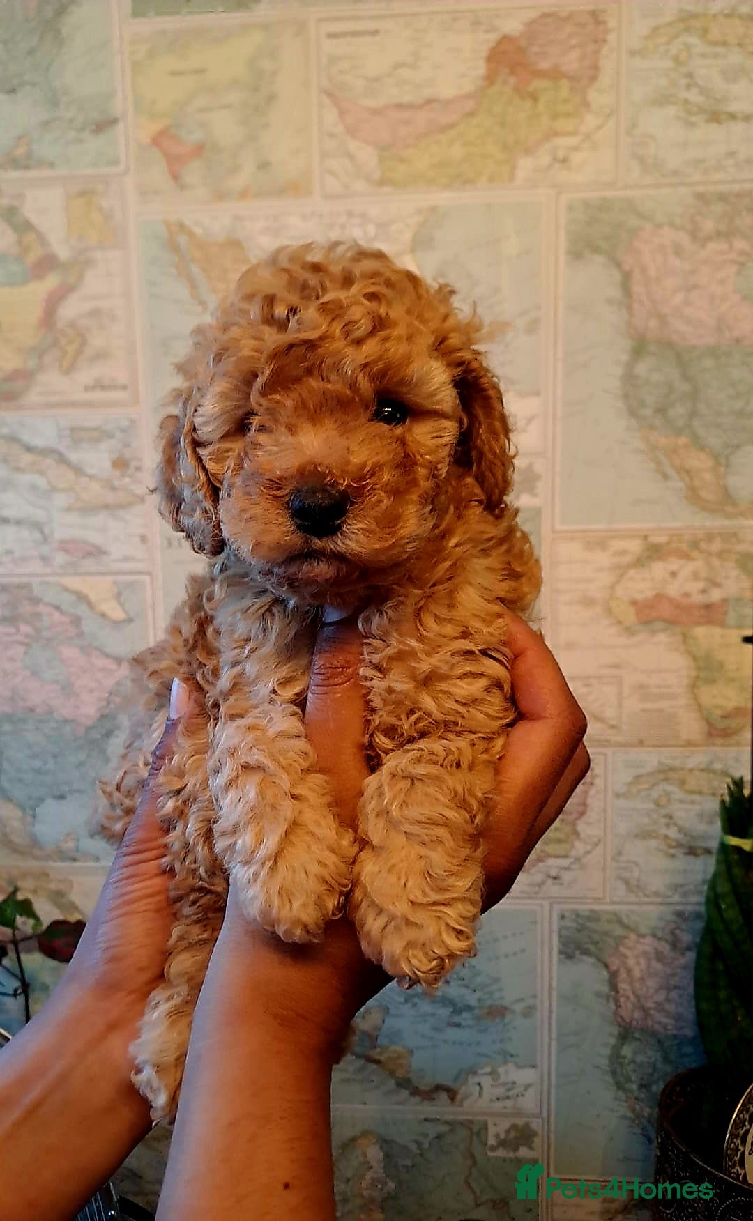 Cockapoo dogs for sale: 1 Female left  F1B TOY poodle/Cockapoo  - Image 5