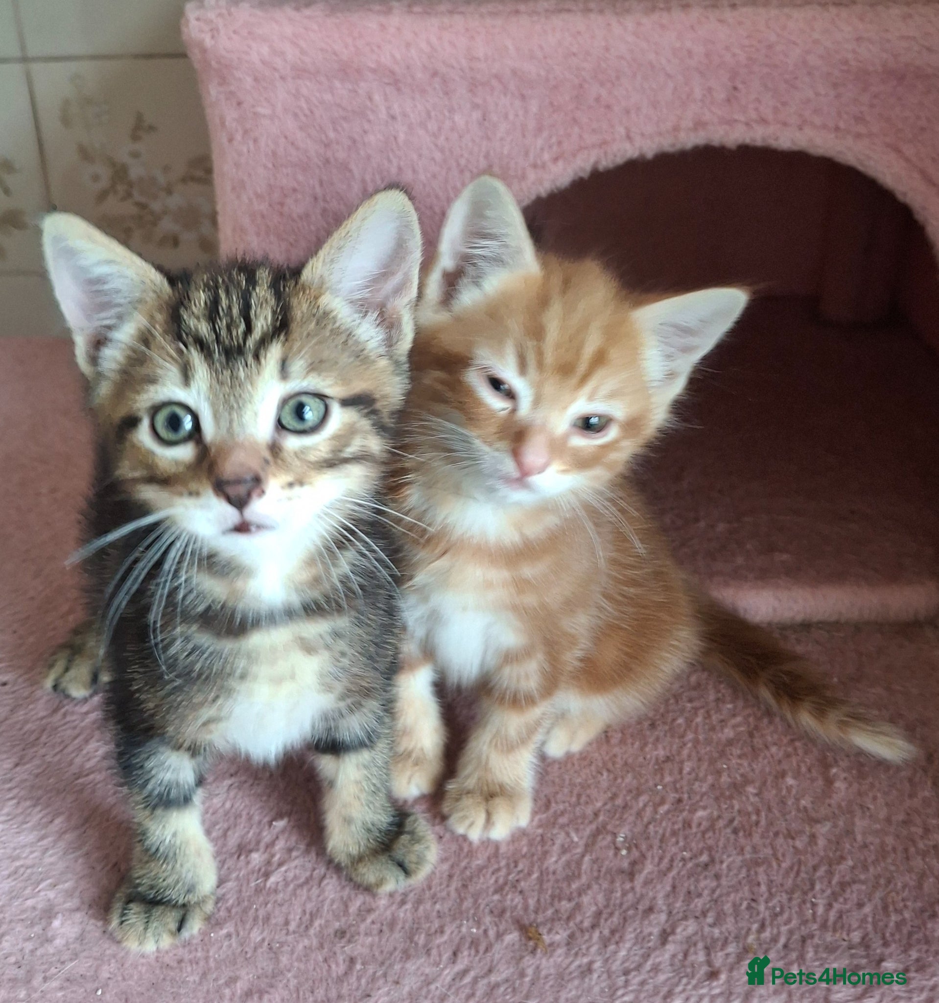 Mixed Breed cats for sale: 2 Beautiful Boys Available  - Advert 1