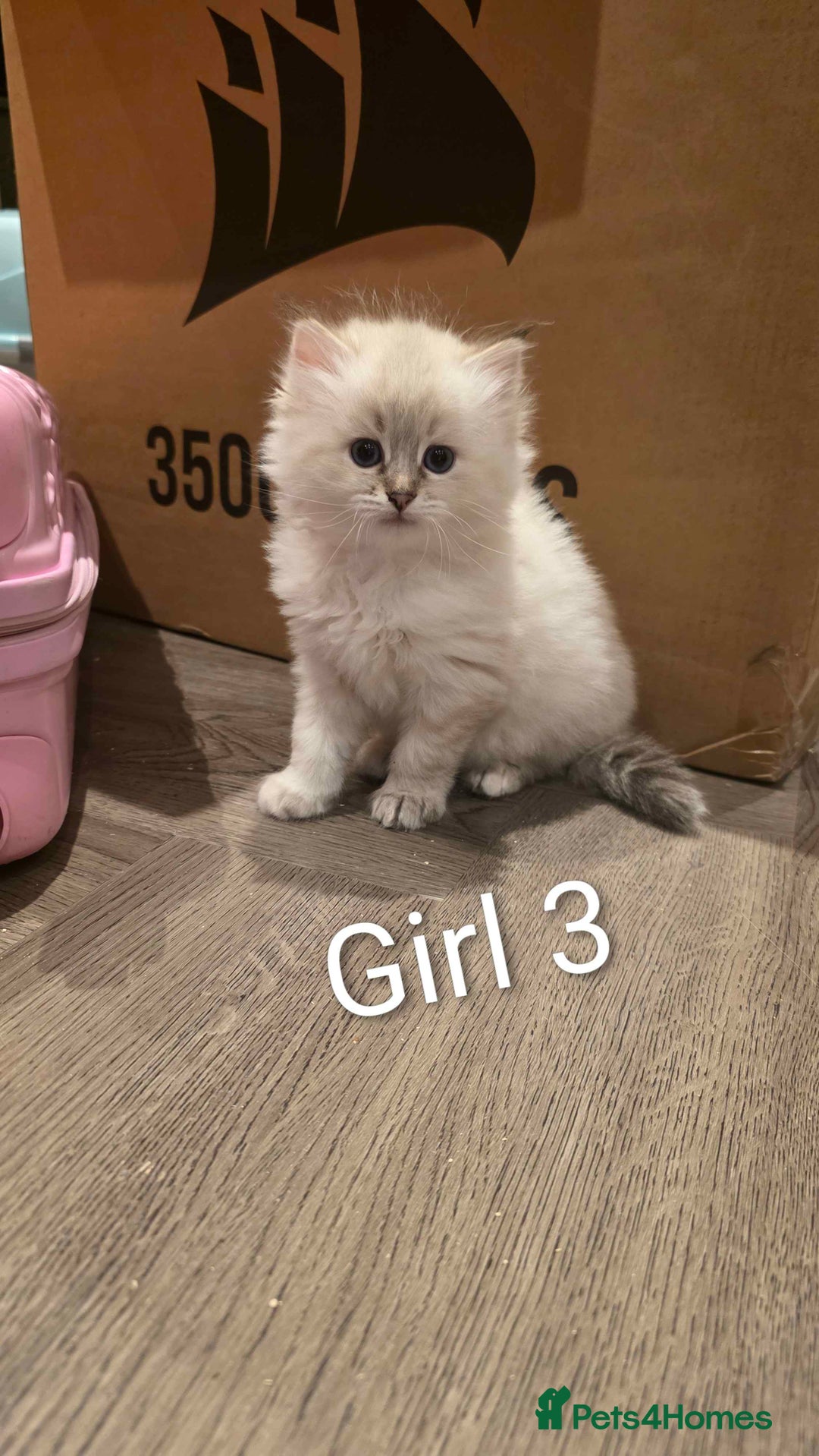 Siberian cats for sale: Purebred Siberian Kittens - GREAT for ALLERGY - Advert 7