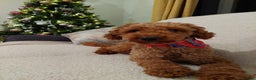 Miniature Poodle dogs for stud: KC Red stud Minature Poodle in Baldock - Advert 4