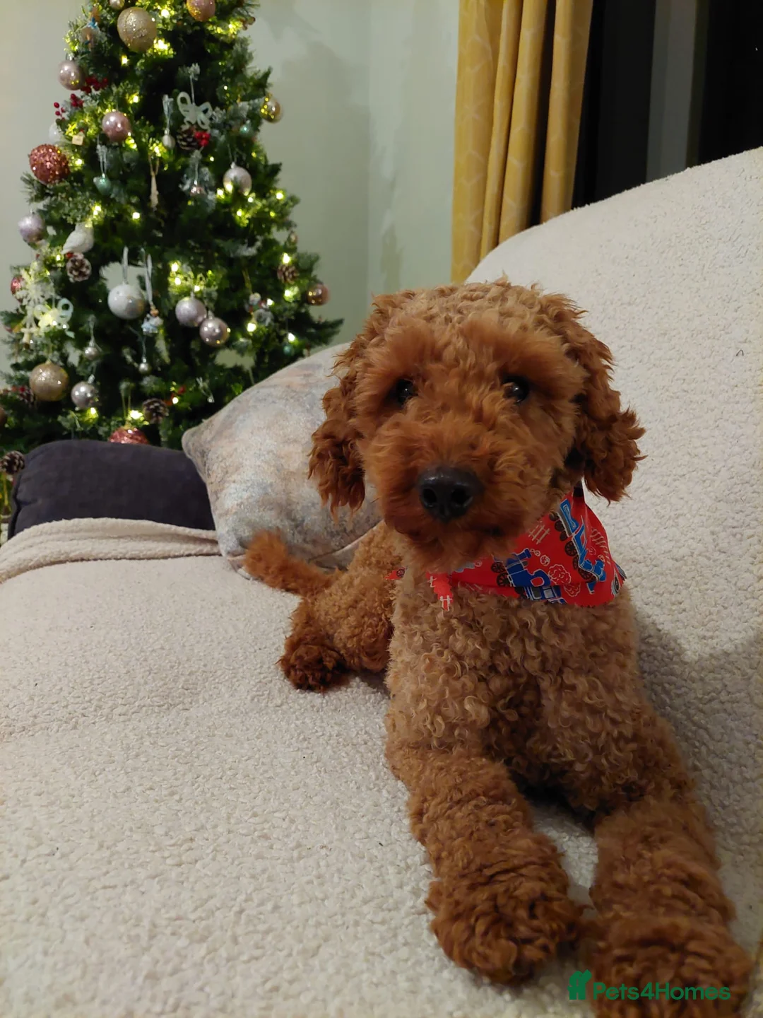Miniature Poodle dogs for stud: KC Red stud Minature Poodle in Baldock - Advert 4