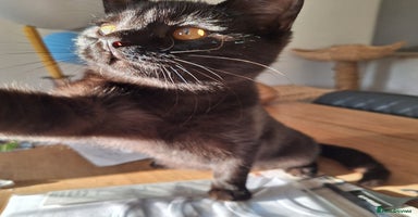 British Shorthair cats - Advert 1