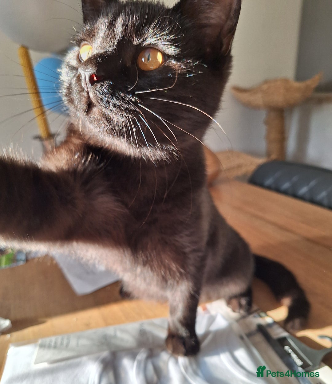 British Shorthair cats for sale: 🤎SALE!!! CHOCOLATE BSH boy and girl left, LONDON - Image 2