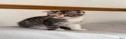 Scottish Fold cats for sale: Scottish fold and Scottish straight  - Advert 16