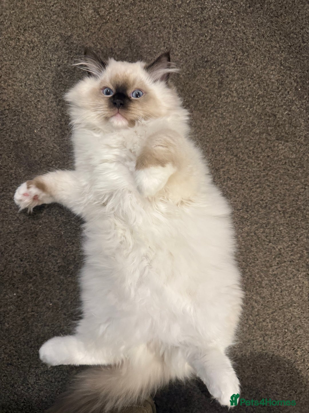 Ragdoll cats for sale: READY NOW 2 fluffy boys - Advert 20