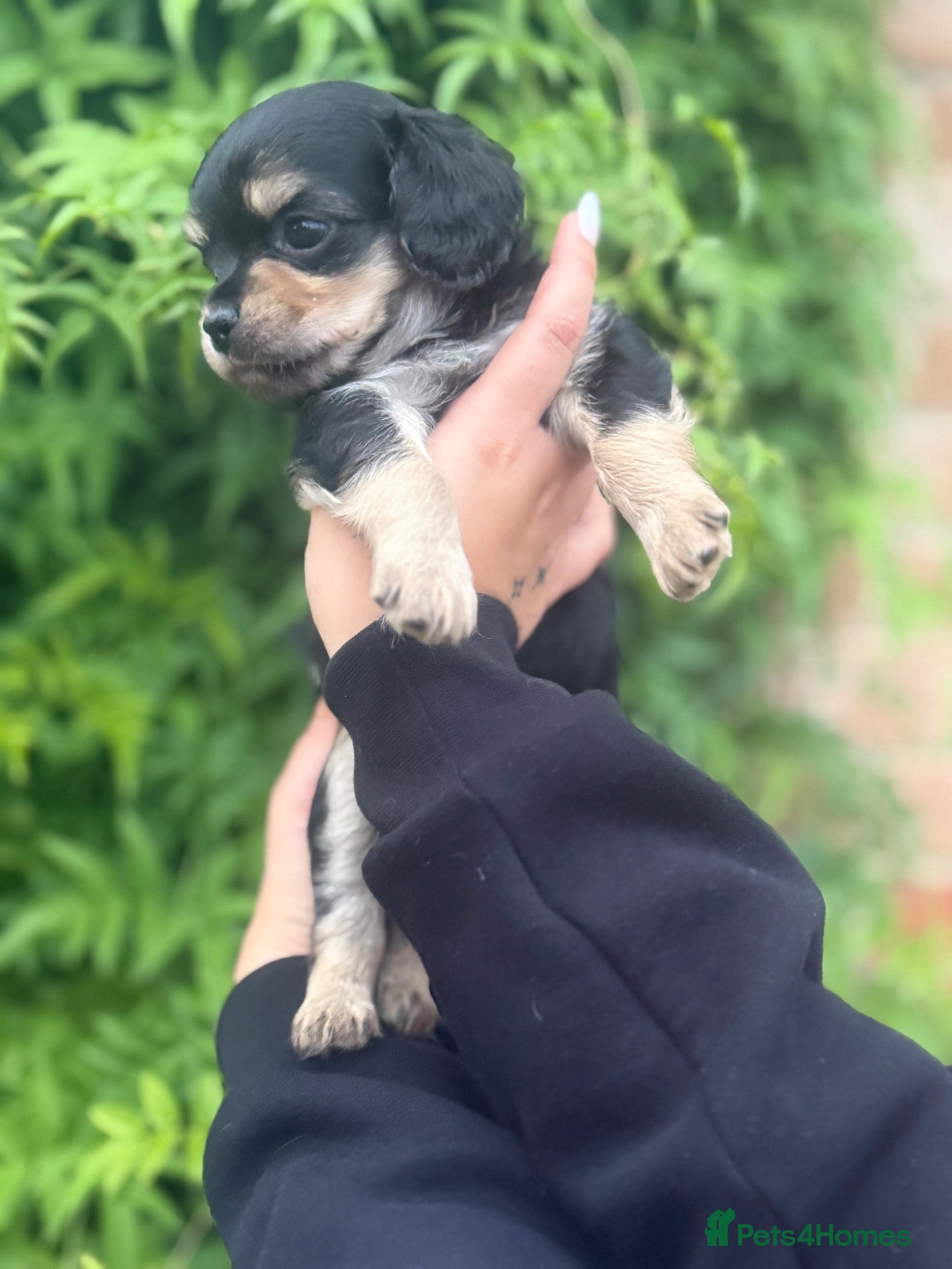 Mixed Breed dogs Stunning males looking for a forever home  - Advert 6