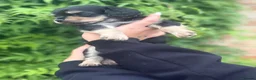 Mixed Breed dogs for sale: 3 gorgeous males looking for a forever home  - Advert 6