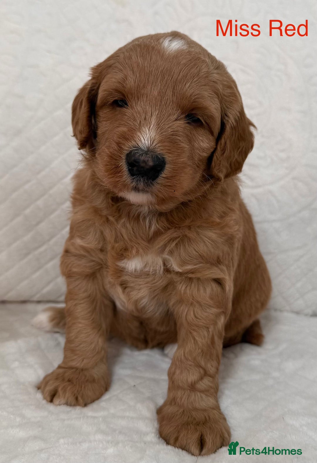 Australian Labradoodle dogs for sale: Australian Labradoodle Pups  - Advert 23