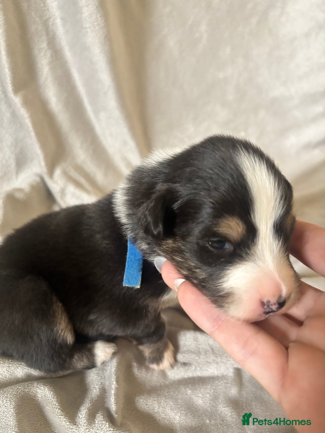 Australian Shepherd dogs for sale: KC registered Australian shepherd puppies  - Advert 14