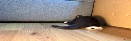 Korat cats for sale: Kittens Looking for Their Forever Homes - Advert 6