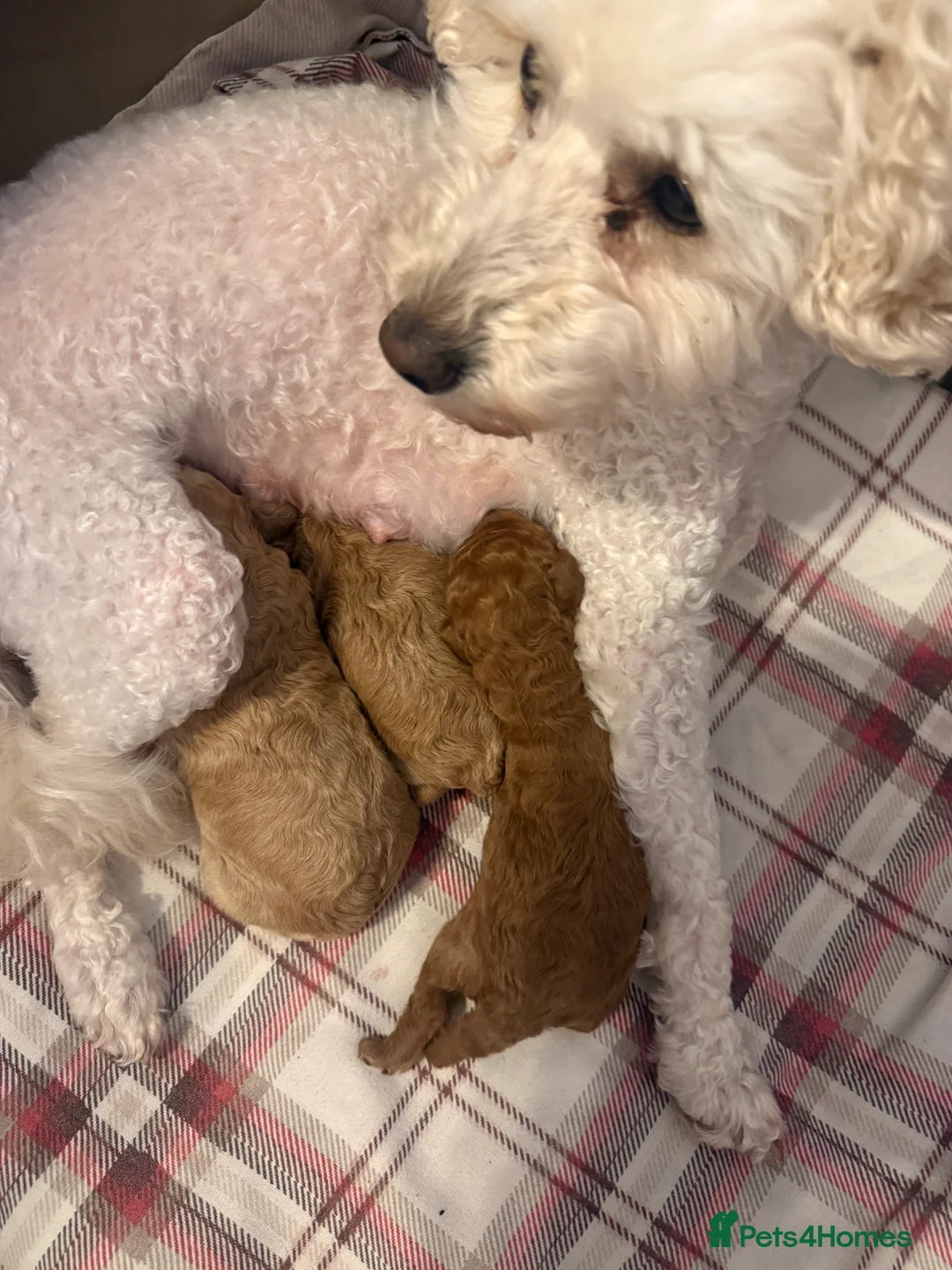 Toy Poodle dogs for sale: Gorgeous Toy Poodle Puppies  in Plymouth - Advert 2