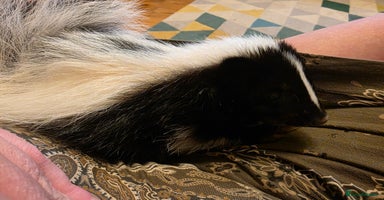 Ferret rodents in Ripley - Advert 3