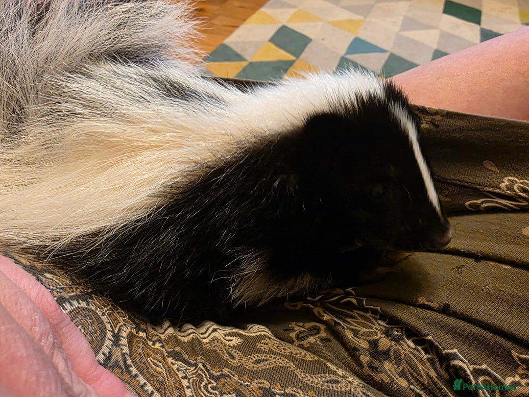 Ferret rodents for sale: One female black and white skunk available  in Ripley - Image 2