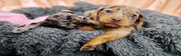 Dachshund dogs for sale: Adorable Dachshund Puppies Ready for Forever Homes - Advert 21