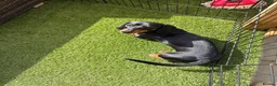 Dachshund dogs for sale: 8 months old dachshund - Advert 6