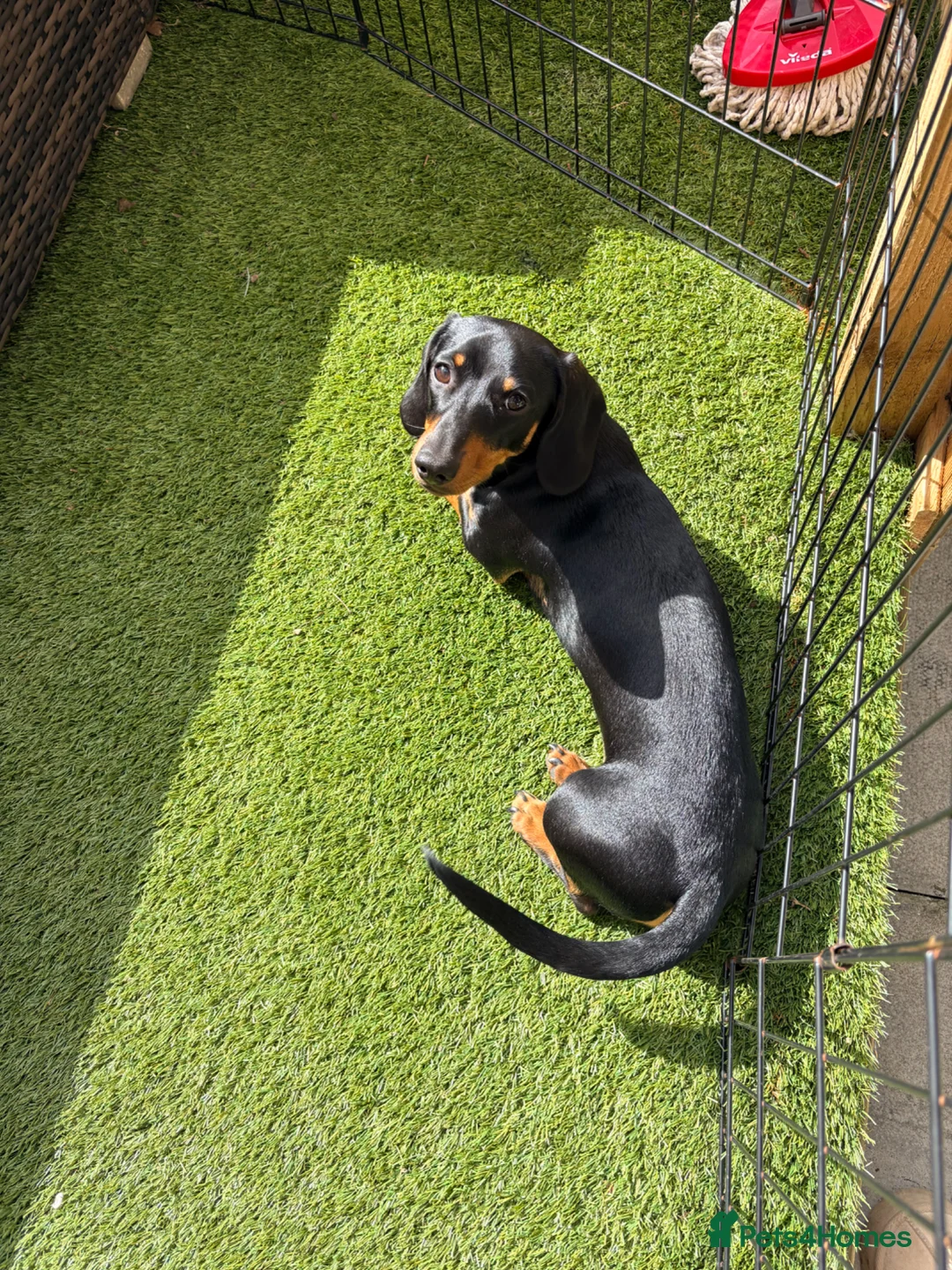 Dachshund dogs for sale: 8 months old dachshund - Advert 6