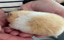 Hamster rodents for sale: Baby Syrian hamsters from show stock  - Image 38