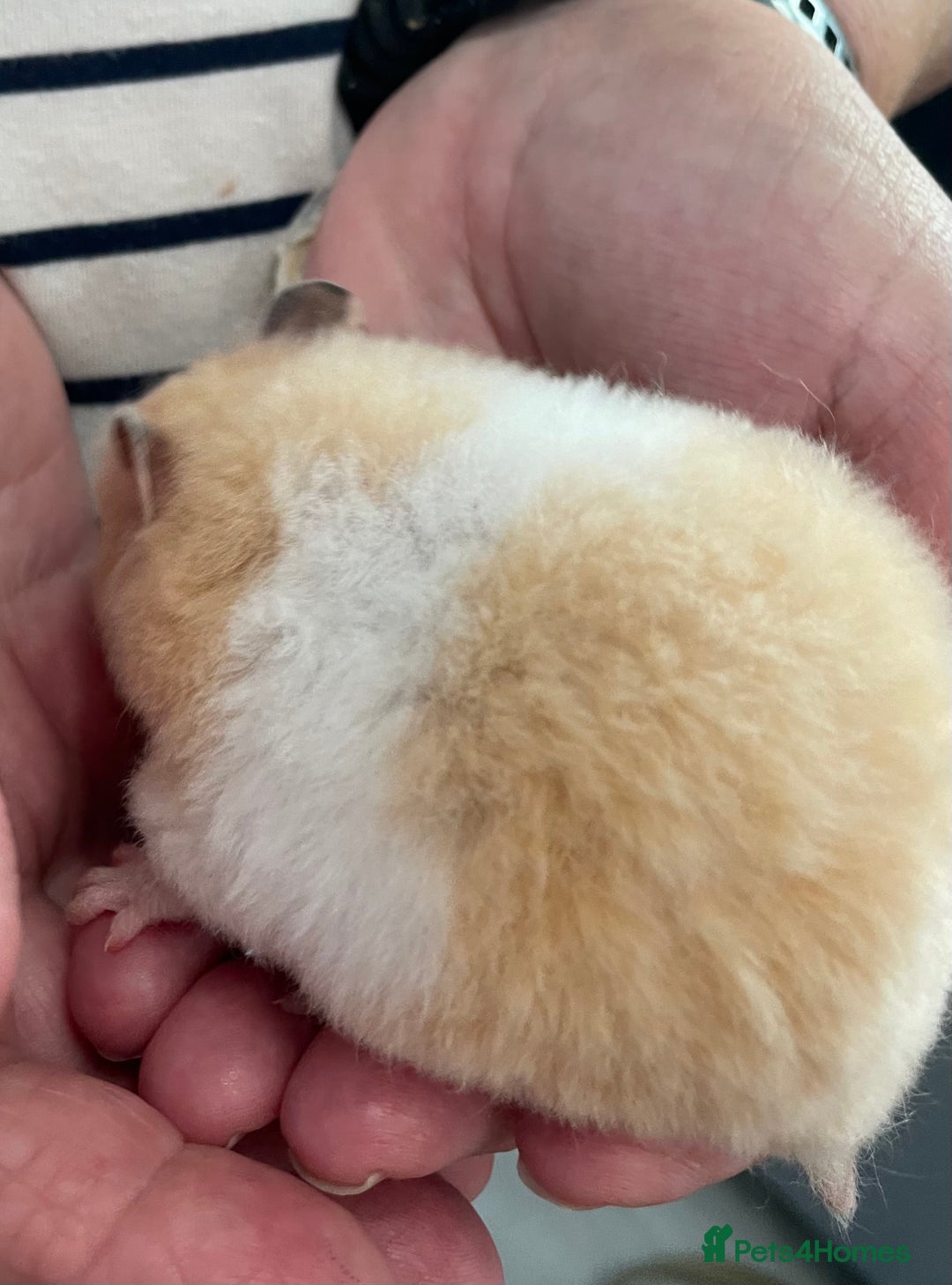Hamster rodents for sale: Baby Syrian hamsters from show stock  - Image 38