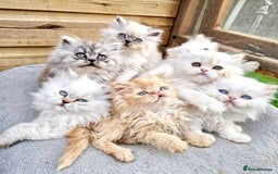 Persian cats for sale: BEAUTIFUL DOLL FACE FULL PERSIAN LONG HAIR KITTEN - Advert 10