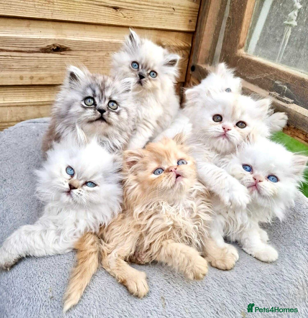 Persian cats for sale: BEAUTIFUL DOLL FACE FULL PERSIAN LONG HAIR KITTEN - Advert 10