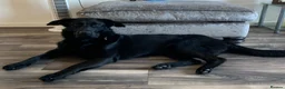 Mixed Breed dogs for sale: 3/4 German Shepherd 1/4 Labrador.  - Advert 3