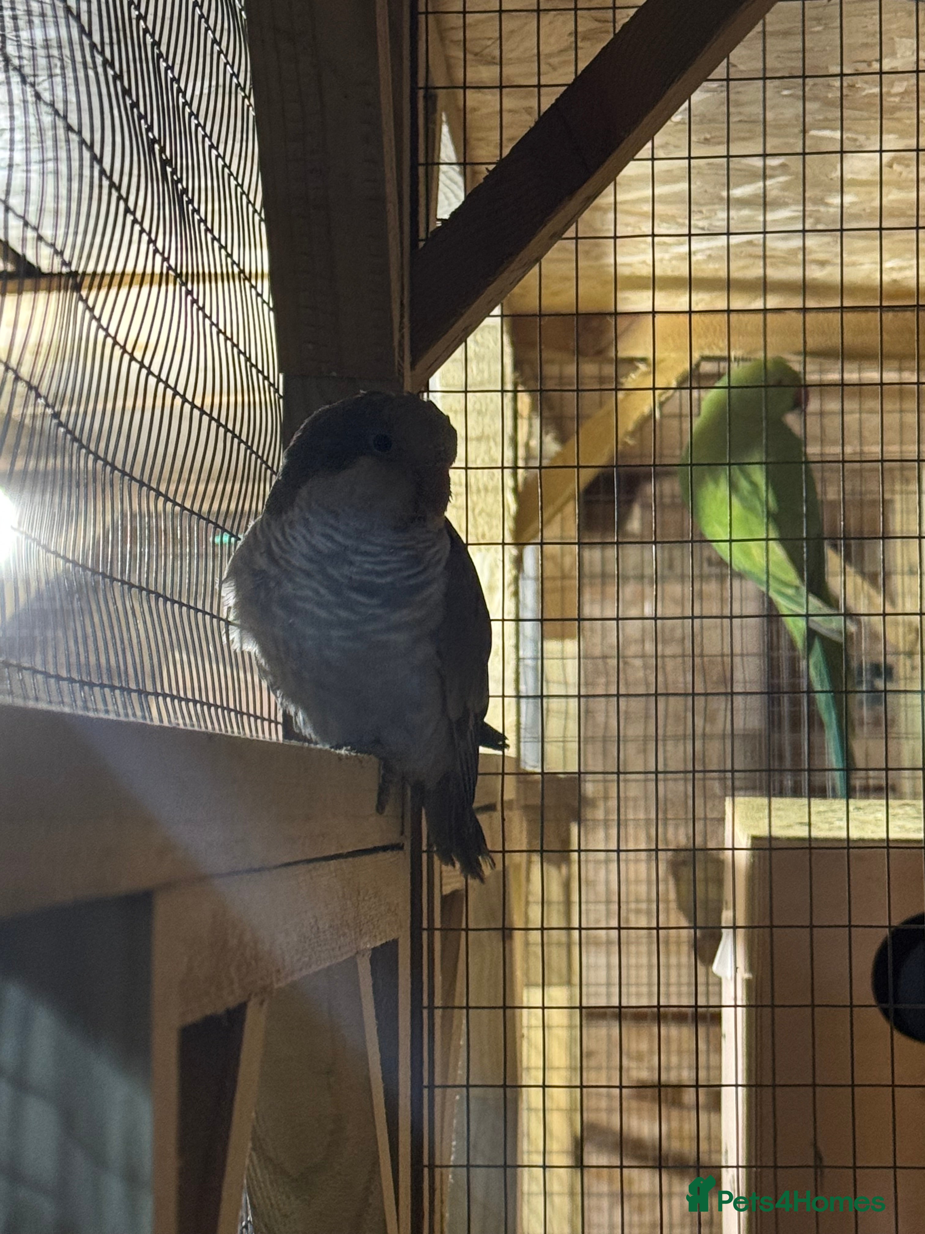 Lovebirds birds Quaker parrots  - Advert 11