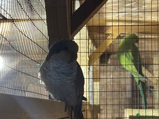 Lovebirds birds Quaker parrots - Advert 11