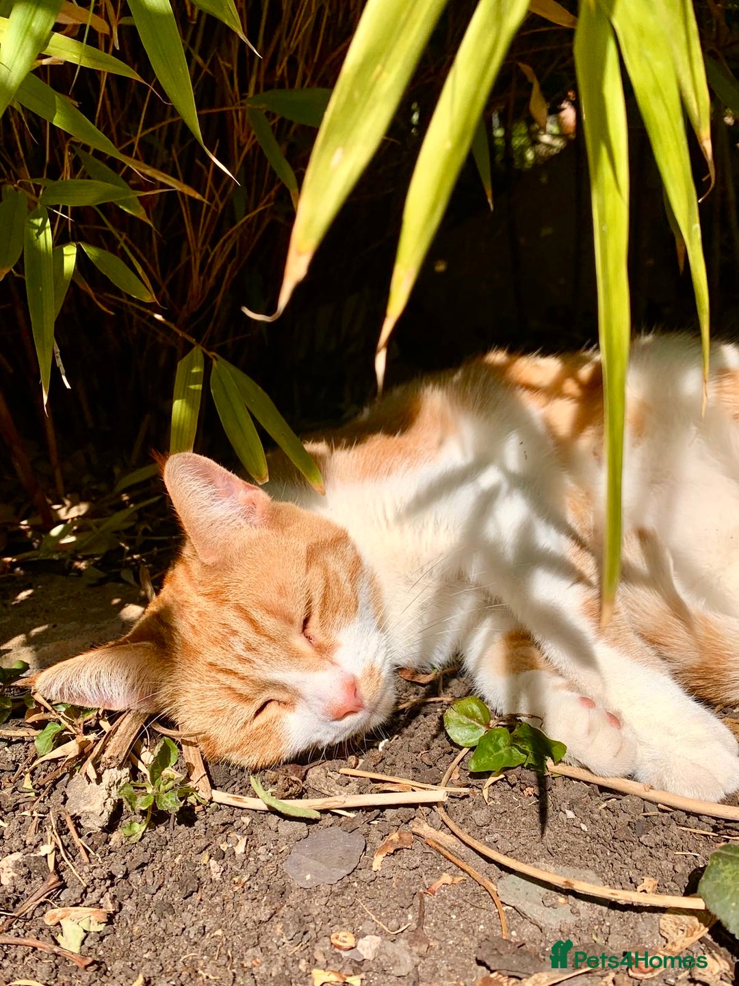 British Shorthair cats for sale: Spice - Advert 2