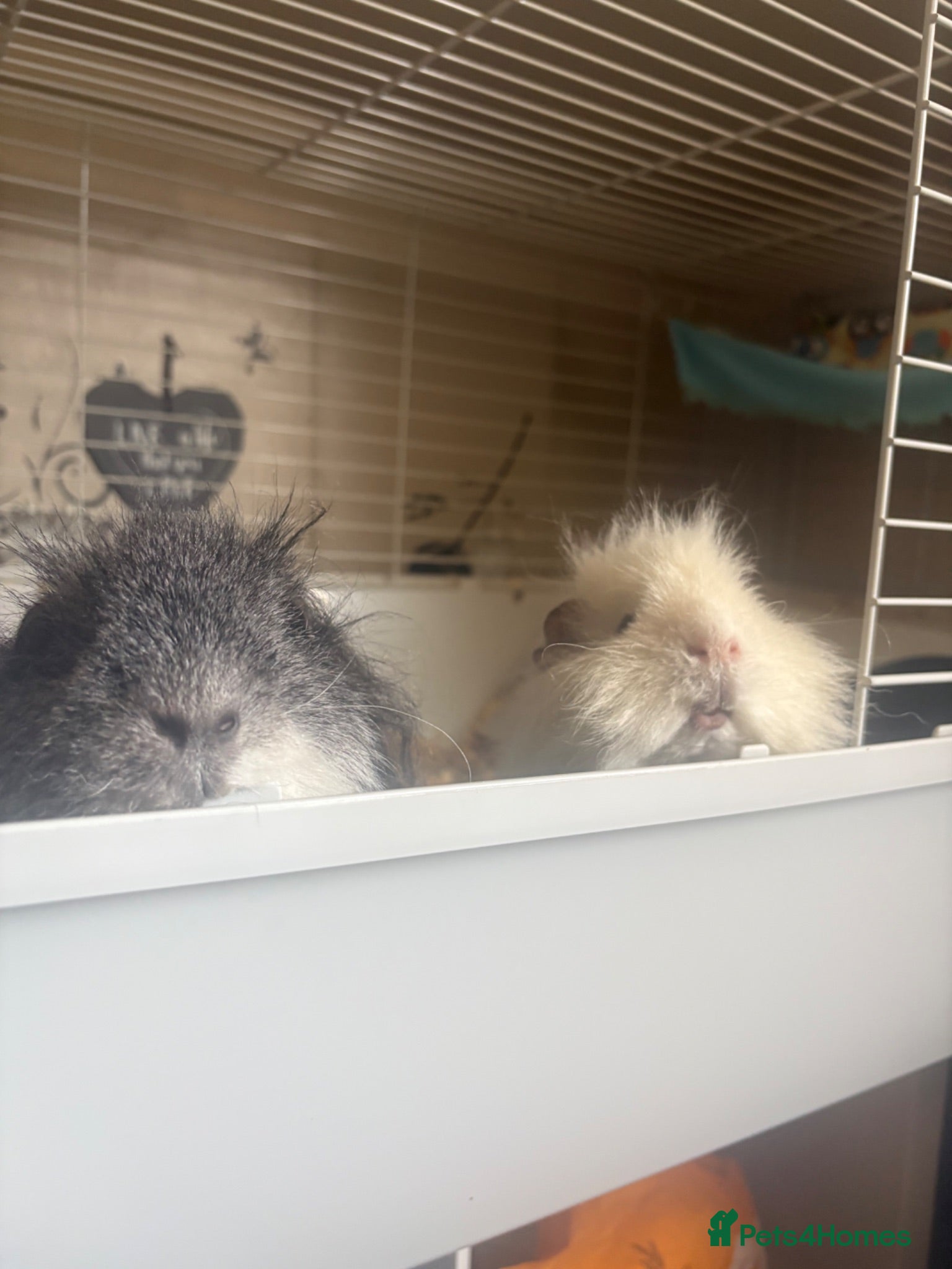 Guinea Pig rodents 2 male guinea pigs, 10 months old - Advert 1