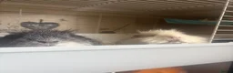 Guinea Pig rodents for sale: 2 male guinea pigs, 10 months old in Dursley - Advert 1