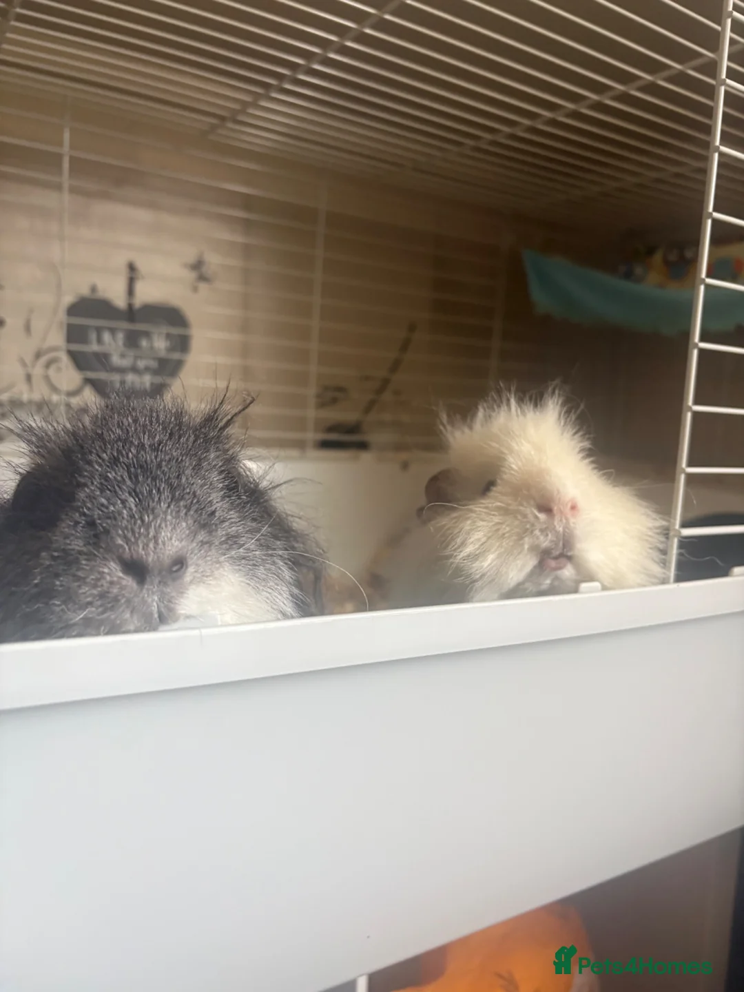 Guinea Pig rodents for sale: 2 male guinea pigs, 10 months old in Dursley - Advert 1