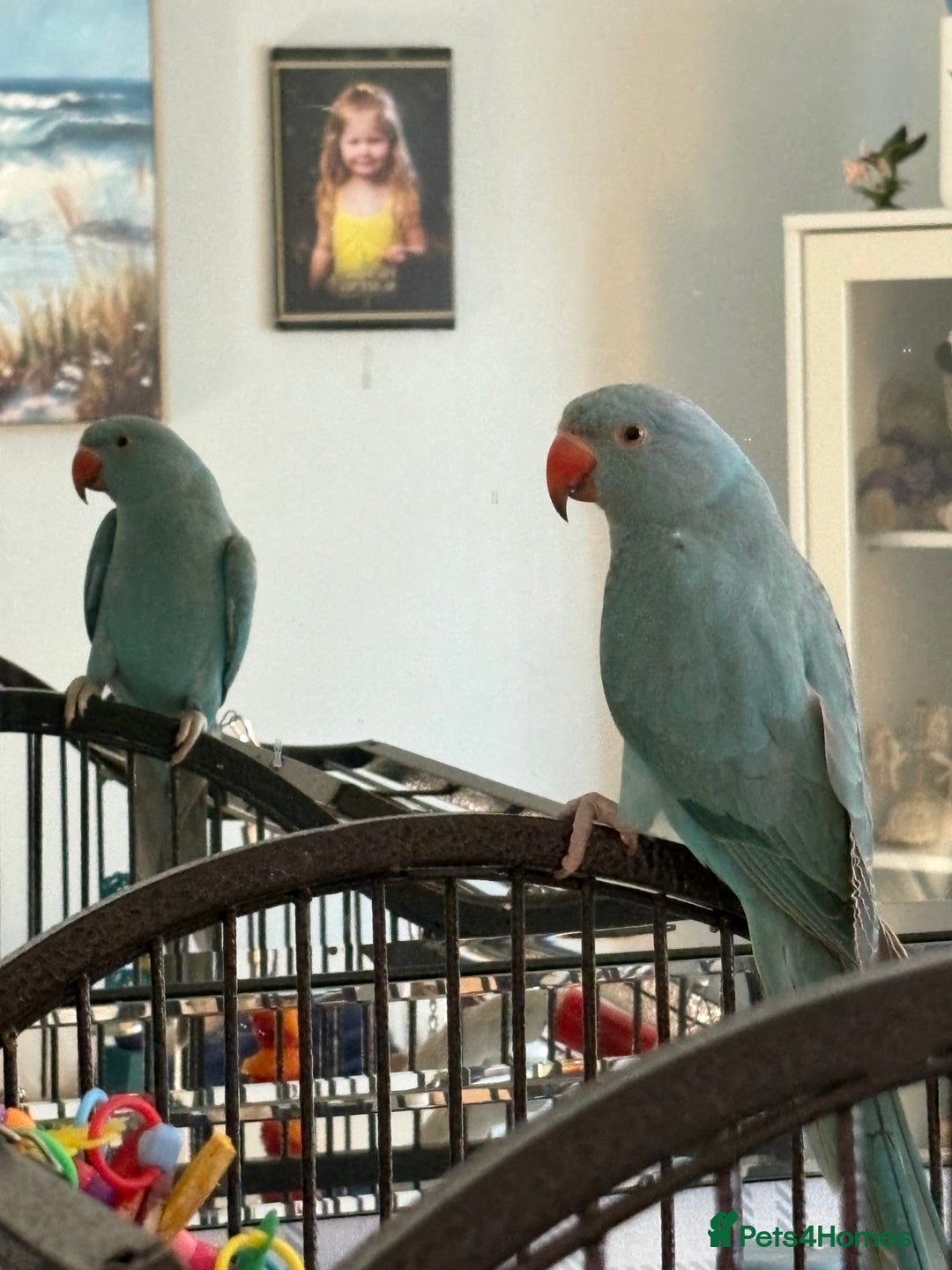 Parakeets birds for sale: Beautiful Blue Ring Neck Parakeet  - Advert 1