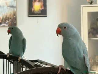 Parakeets birds Beautiful Blue Ring Neck Parakeet - Advert 5