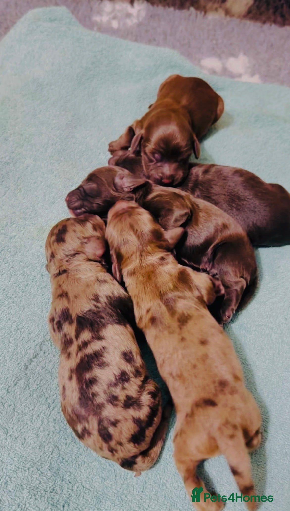 Cockapoo dogs Merle/ Red and Chocolate brown cockapoo puppies - Advert 1