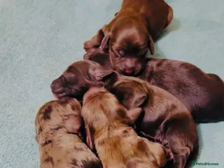 Cockapoo dogs Merle/ Red and Chocolate brown cockapoo puppies - Advert 15