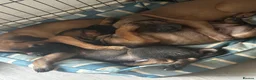 Cane Corso dogs for sale: Ready now 4 beautiful caneCorso pups - Advert 12