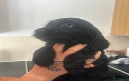 Cockapoo dogs for sale: F1 cockapoo absolute stunning puppies 1 Girl - Image 4