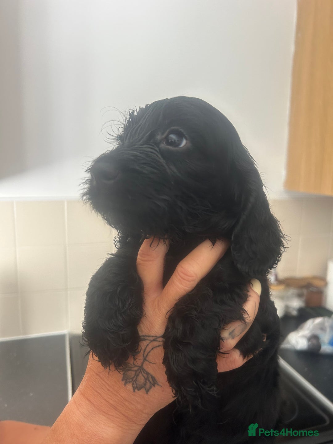 Cockapoo dogs for sale: F1 cockapoo absolute stunning puppies 1 Girl - Image 4