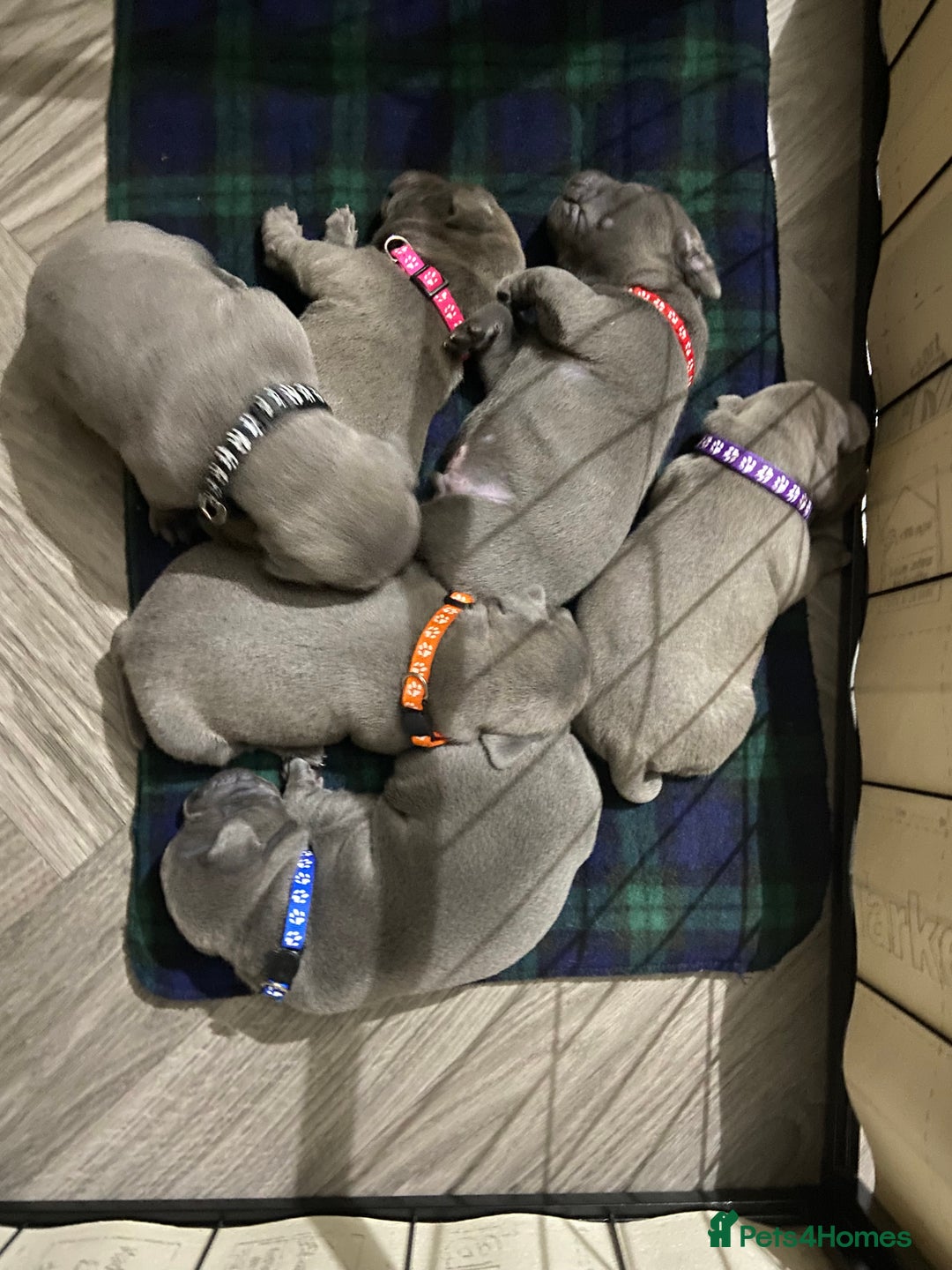 Staffordshire Bull Terrier dogs for sale: solid blues - Image 1